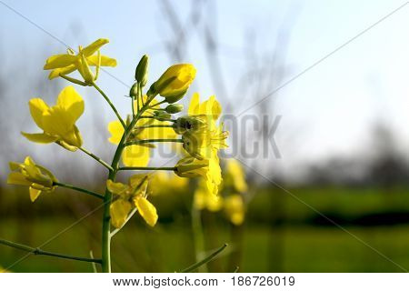 Yellow Ripe Mustard Flowers in Full Bloom