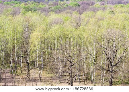 Above View Of Woods With Green Foliage In Spring