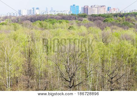 forest with young green foliage and Moscow skyline in spring day
