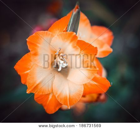 Zephyranthes flower also known as Genus include fairy lily, rainflower.