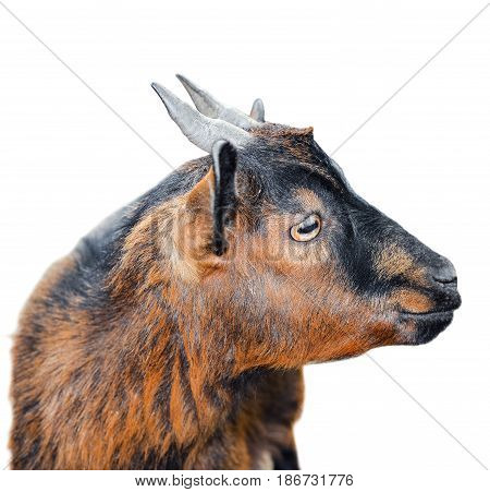 Beautiful, cute, young brown goat isolated on white background. Farm animals. Funny goat try to kiss someone. Goat on farm isolated on white