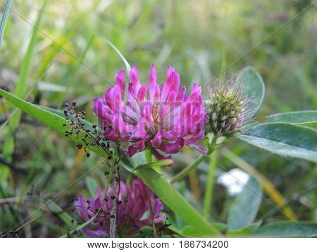 Pink clover flower closeup on meadow on background of green grass