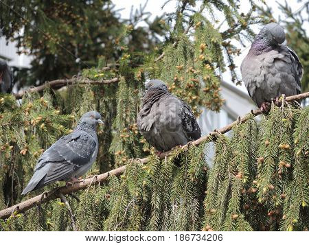 Тhree pigeons sitting on the branch of a tree