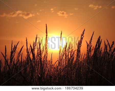 Sunset. Wisps of grass against the setting sun