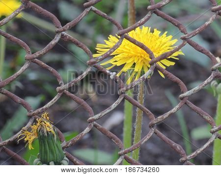 Yellow dandelion flower in a rusty cage.