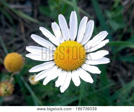 Close-up view of a daisy flower wild chamomile flower of summer and life