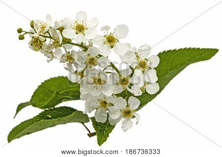 Flowering  Of Bird Cherry Tree, Isolated On White Background