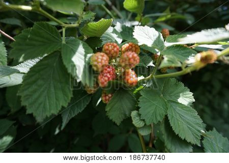 Blackberries ripen on thornless blackberry plants in a garden in Joliet, Illinois during July.