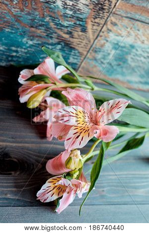a few flowers Alstroemeria pink flowers with spotted petals on a wooden background with a very interesting texture