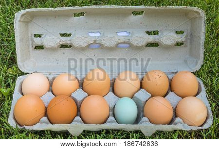A dozen eggs in a grey carton on grass with 11 brown and 1 blue