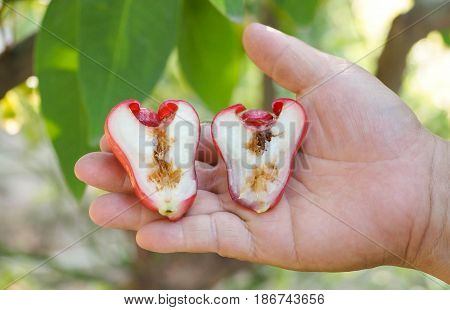 Farmer's hand holding a rotten rose apple from the inside due to oriental fruit fly (Bactrocera dorsalis Hendel)