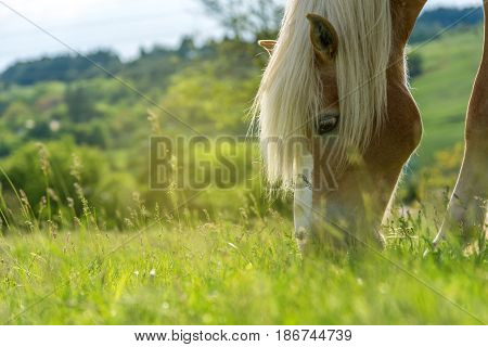 Beautiful red horse grazing in a meadow in spring