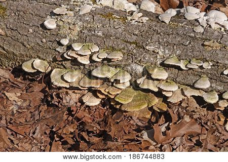 Tree Fungus in the Forest in Ozark National Forest in Arkansas