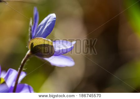 Blue Liverworts Flowers In Close Up