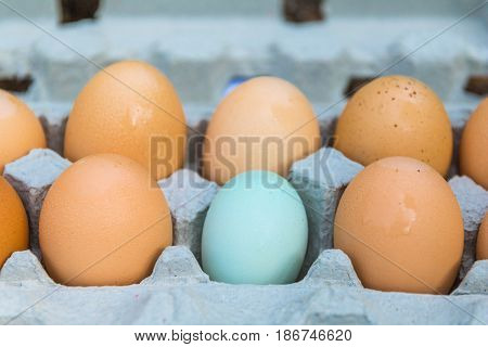 6 eggs in a grey carton with 5 brown and 1 blue and a shallow focus on the row with the blue egg