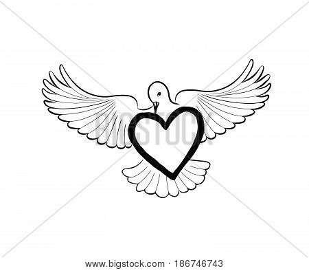 Love heart brought by flying bird dove Valentine day greeting concept. Bridal wed sign. Flying pigeon peace sign