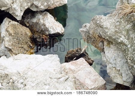 Abstract view of clear lake water and rocks