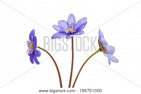 Hepatica Nobilis wildflower isolated on white background