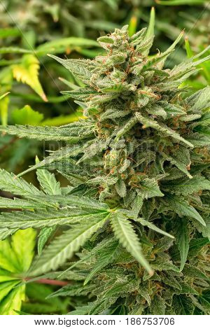 Macro photos of marijuana cones with leaves covered with trichomes. The cannabis plant clse view.