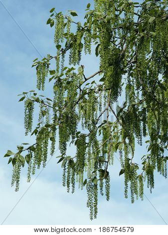 white poplar branch with hanging catkins against blue sky