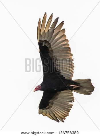 Turkey vulture with spread wings soaring across a white sky in Costa Rica