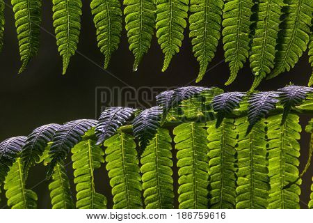 Close up of green fern leaves with a black background and dew on the leaves