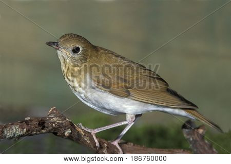 A Veery Thrush, Cathrus fuscescens on a tree branch in the forest