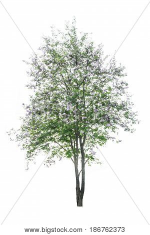 Tree ( Lagerstroemia speciosa ) isolated on white background