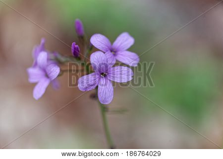 A flower of bulbiferous coralwort (Cardamine bulbífera)