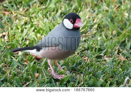 A Java Sparrow a member of the finch family on grass in Hawaii
