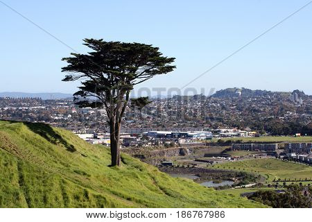 Macrocarpa tree standing on the side of Mt Wellington, in Auckland, with city in background.