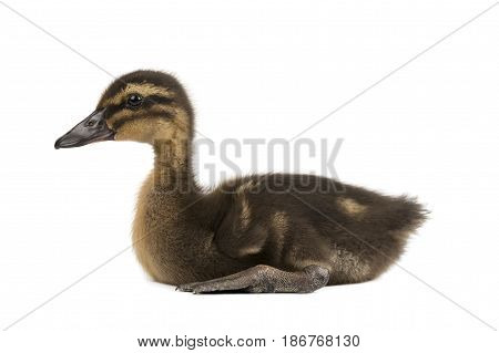 Cute little duckling isolated on white background