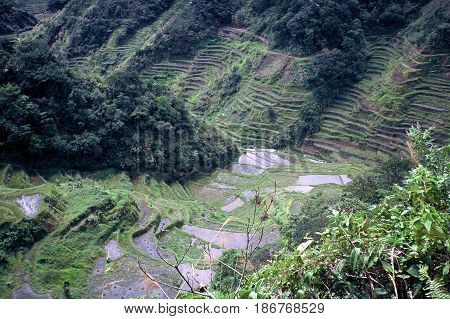 Rice is cultivated in the ancient rice terraces, carved into the mountains, near the city of Banaue, Ifugao Province, in the Philippines.