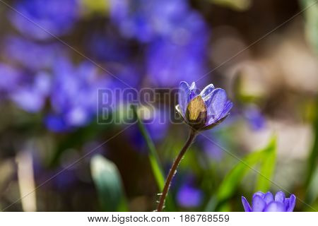 Blue Liverworts Flowers In Close Up