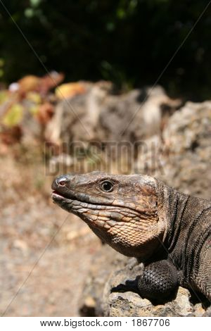 Lizard