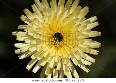 Flower of the Smooth Golden Fleece (Urospermum dalechampii)