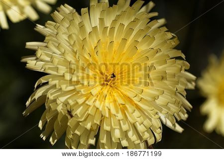 Flower of the Smooth Golden Fleece (Urospermum dalechampii)