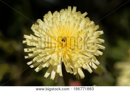 Flower of the Smooth Golden Fleece (Urospermum dalechampii)