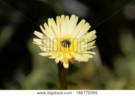 Flower of the Smooth Golden Fleece (Urospermum dalechampii)