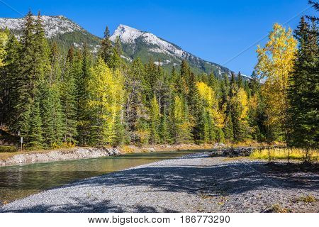 Beneaped creek autumn, surrounded by pine forest. Banff National Park. Canada, Rocky Mountains