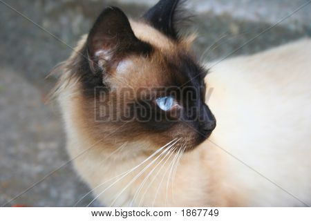 Kissa