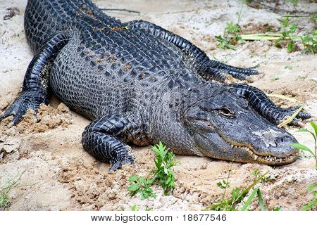 Krokodil