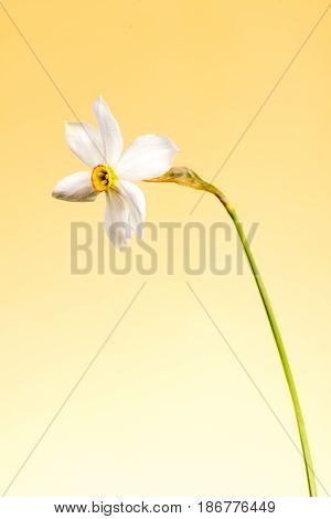 Wild narcissus stellaris. Wild flower isolated on color background.