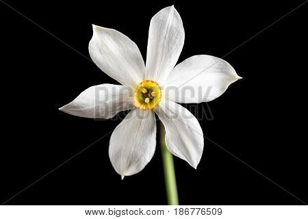 Wild narcissus stellaris. Wild flower isolated on black background.