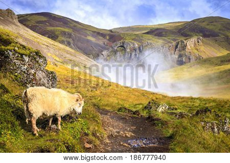 Hiking trail along Hot River in Reykjadalur Valley in South Iceland