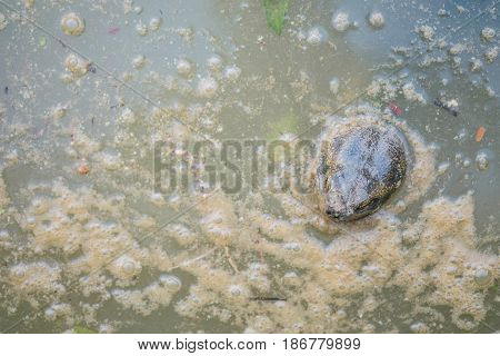 Closeup turtle head on dirty water in pond textured background with copy space