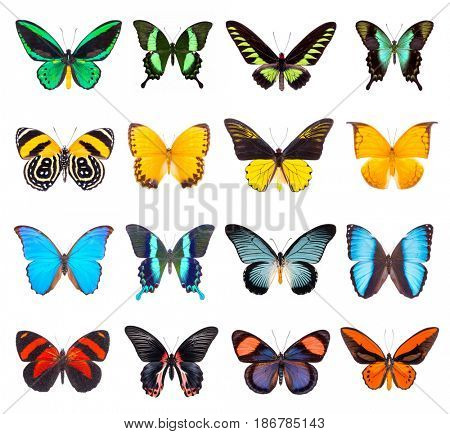 Set of beautiful and colorful butterflies isolated on white. 