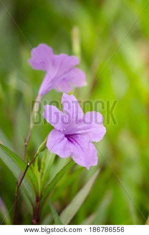 Ruellia Is Herbaceous Perennial