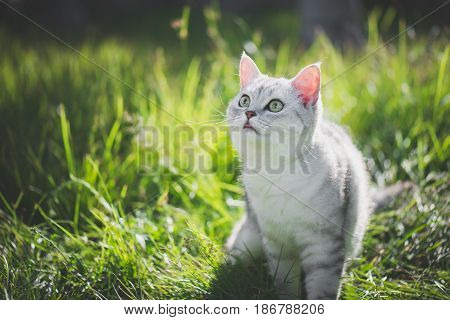 close up of cute American Short Hair cat looking up on green grass
