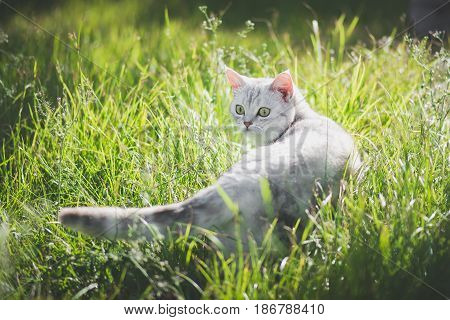 Cute American Short Hair cat playing on green grass